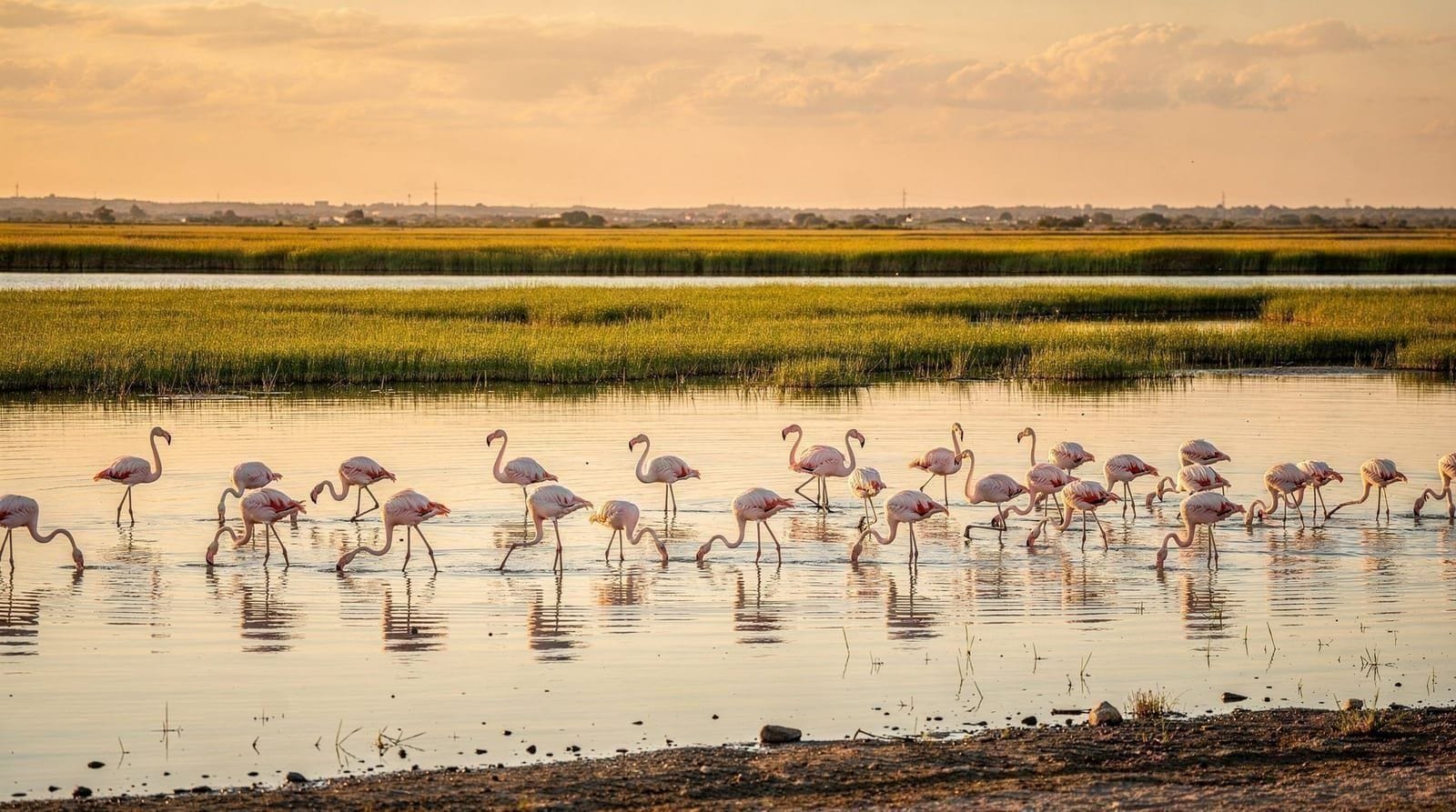 Parque Natural da Albufera: o guia completo do visitante
